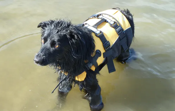 Dog, wet, border collie, lifejacket