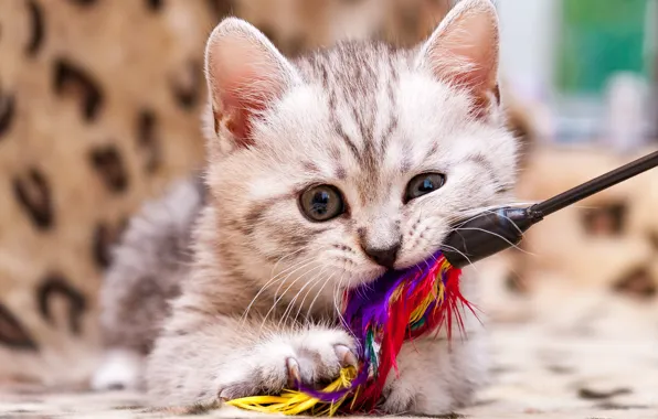 Картинка кошка, игрушка, игра, перья, котёнок, мордашка