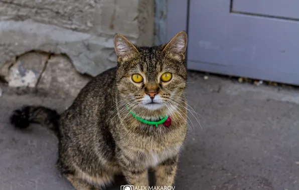 Картинка кошка, кот, асфальт, улица, полосатый