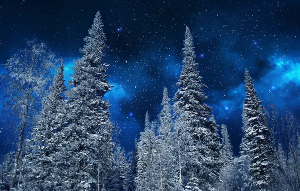 Картинка зима, небо, снег, деревья, ночь, природа, звёзды, ели