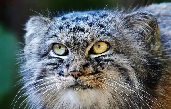 Nature, predator, yellow eyes, feline, Pallas cat