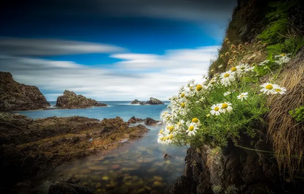 Картинка скалы, побережье, ромашки, Шотландия, Scotland, Portknockie