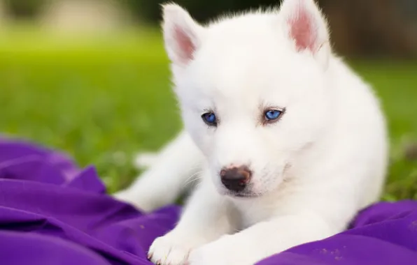 Белый, щенок, голубые глаза, Сибирский хаски