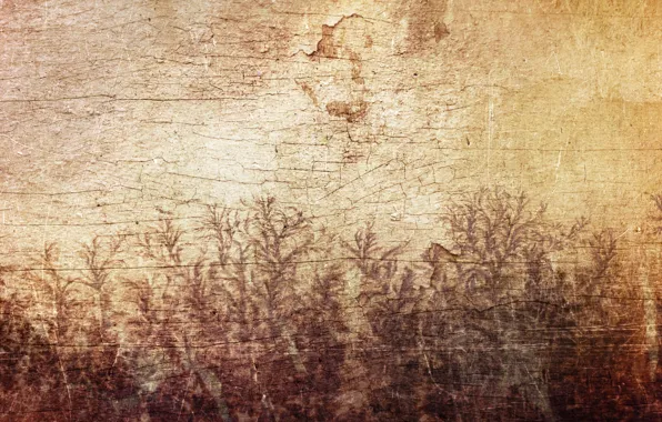 Листья, трещины, стена, дерево, узор, рисунок, растения, Sirius-sdz