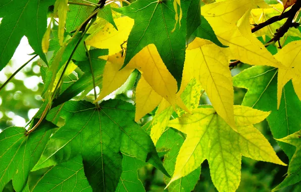 Картинка осень, листья, амбровое дерево
