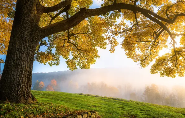 Картинка осень, трава, фото, дерево