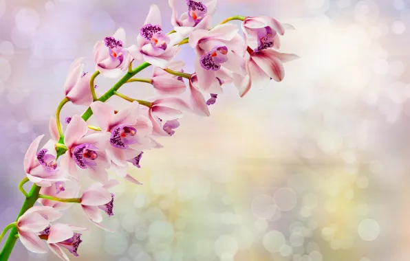 Картинка цветы, ветка, орхидея, flowers, orchid