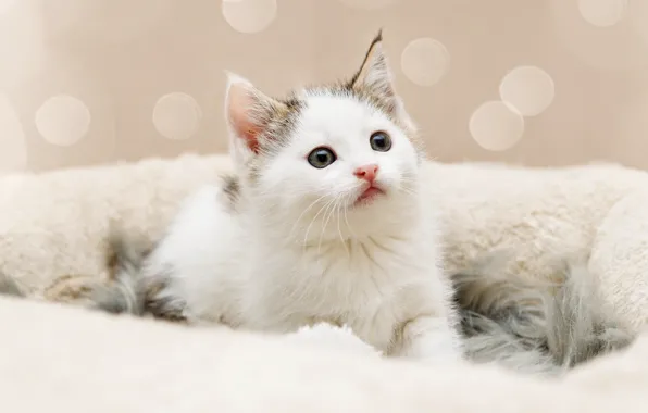 Кошка, белый, взгляд, котенок, фон, портрет, малыш, мех