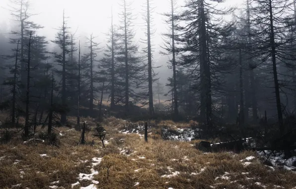 Картинка лес, деревья, туман