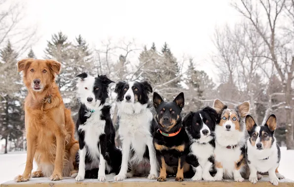 Картинка собаки, шеренга, Бордер-колли, Вельш-корги, друзья-товарищи