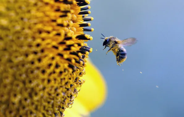 Картинка цветок, небо, пчела, пыльца
