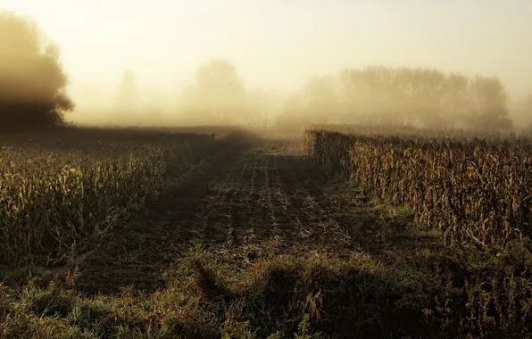 Картинка поле, природа, туман, кукуруза, утро