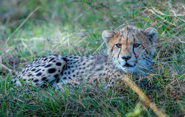 Картинка трава, малыш, гепард, лежит, детёныш