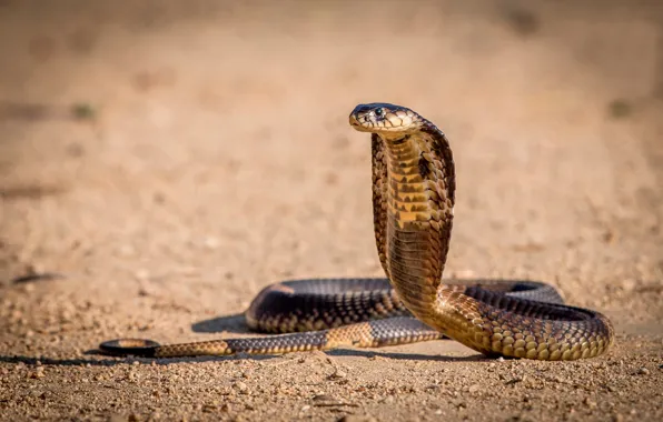 Змея, кобра, позиция, перед атакой