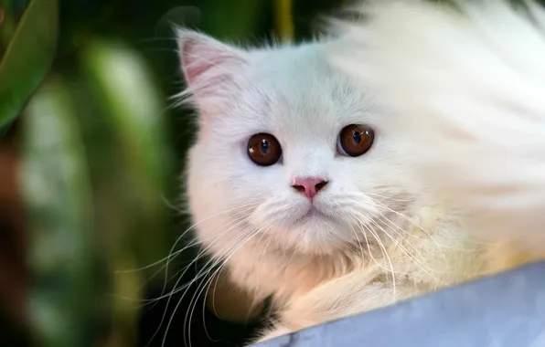 Кошка, белый, взгляд, поза, котенок, портрет, хвост, мордашка