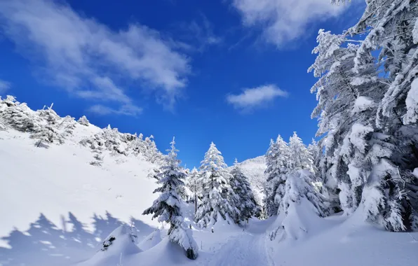 Картинка зима, небо, облака, снег, деревья, горы, ель