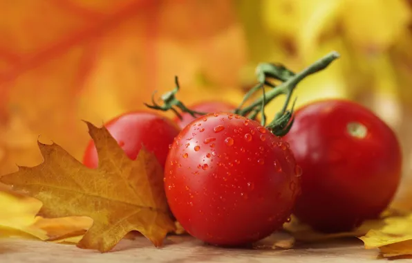 Осень, макро, овощи, помидоры