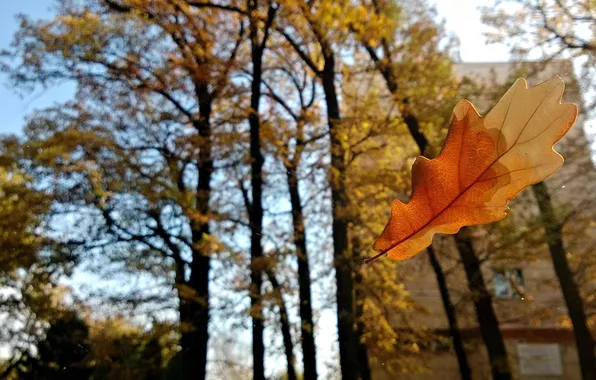 Картинка осень, макро, лист, дуб