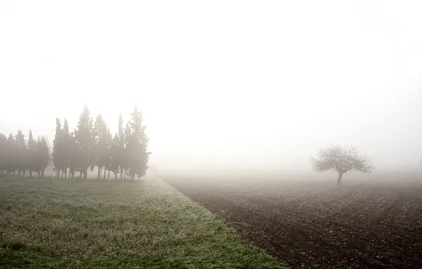 Картинка поле, туман, утро