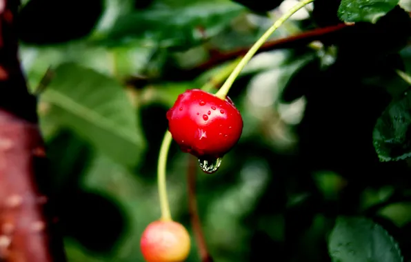 Капли, вишня, red, water, cherry