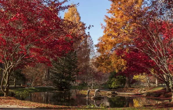 Картинка осень, деревья, пруд, Gibbs Gardens