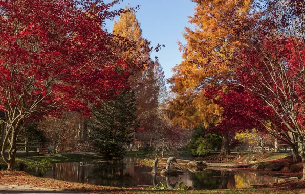 Осень, деревья, пруд, Gibbs Gardens