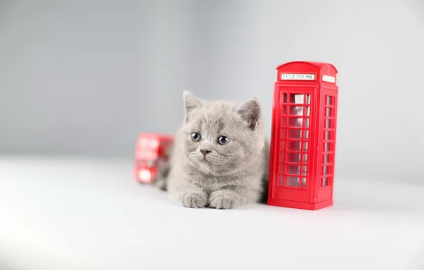 Кошка, котенок, игрушка, телефонная будка, британский