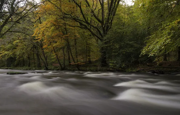 Картинка осень, лес, деревья, река, поток