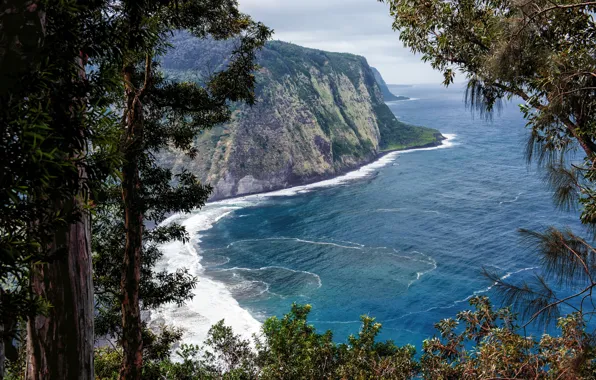 Картинка Природа, Скала, Гавайи, Ствол, США, Побережье, Waipio Valley