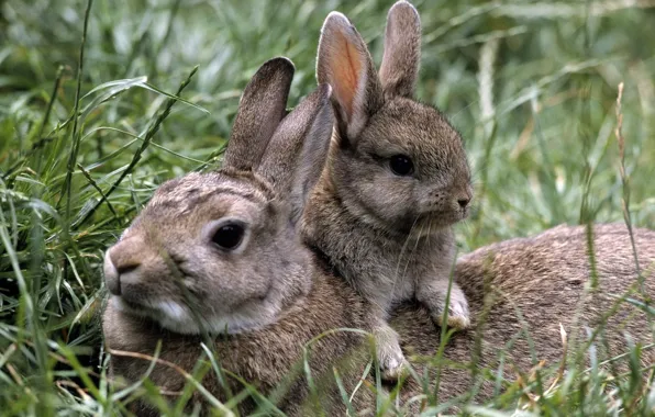 Картинка трава, кролики, крольчонок, крольчиха