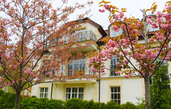House, tree, spring, blooming, japanese cherry