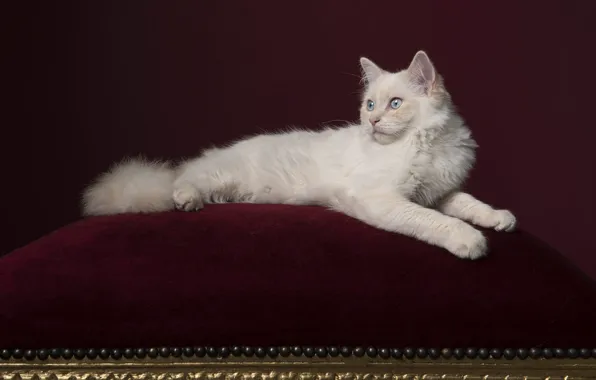 Кошка, белый, взгляд, поза, уют, котенок, лапки, лежит