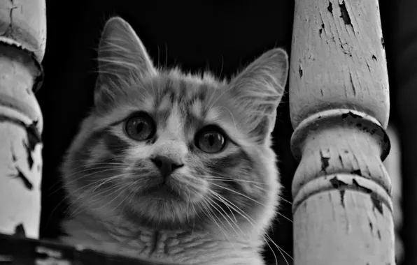 Картинка кошка, глаза, усы, взгляд, морда, черно-белые