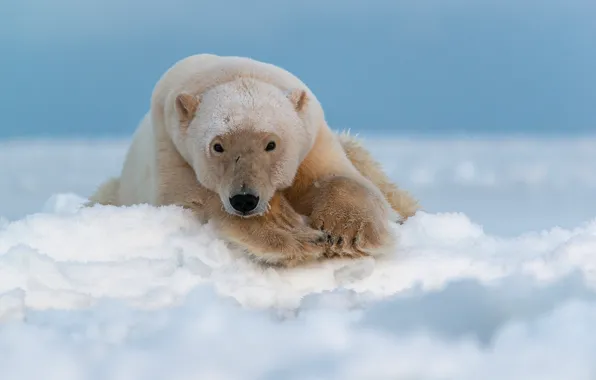 Картинка взгляд, морда, снег, белый медведь, полярный медведь, Арктика, Чукотка, Максим Деминов