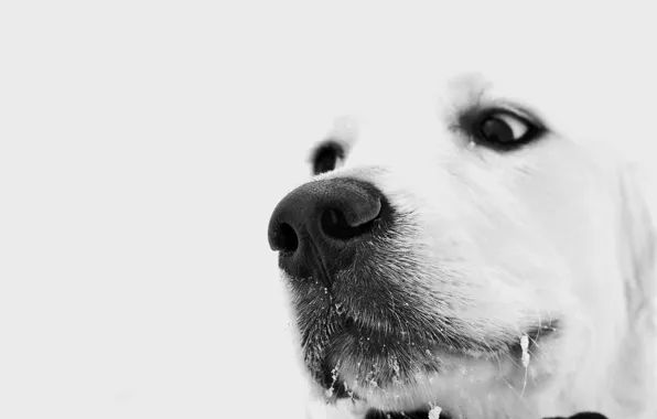 Зима, белый, глаза, взгляд, собака, пес, задумчивый, грустный