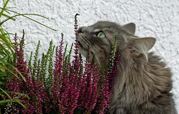 Кошка, трава, цветы, серая, пушистая