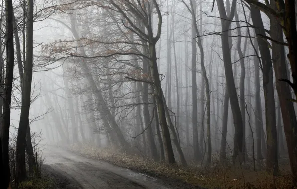 Дорога, лес, туман, весна, утро