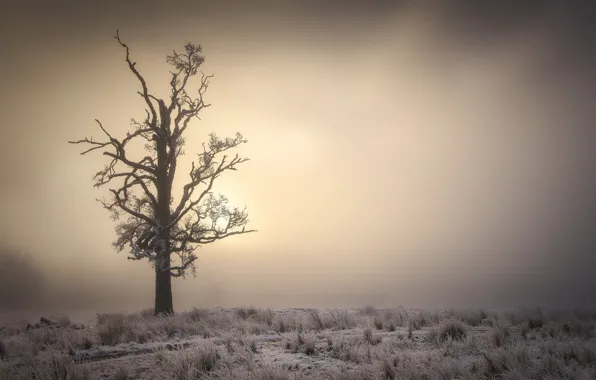 Туман, дерево, утро