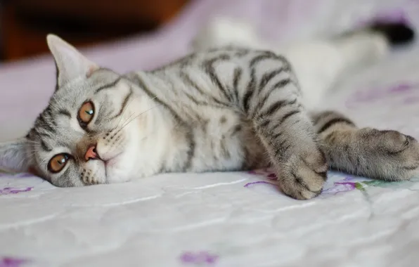 Картинка cat, bed, pose
