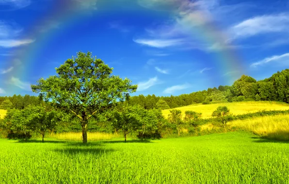 Картинка деревья, небеса, радуга, солнечный свет, Золотой луг
