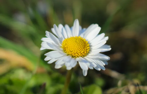 White, flower, daisy