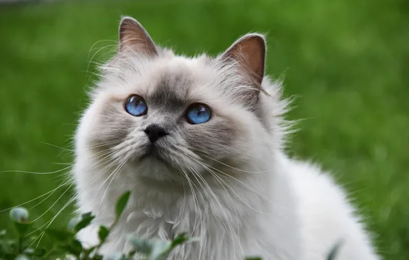 Кошка, голубые глаза, пушистая