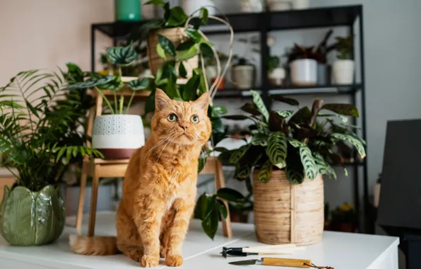 Картинка кошка, кот, цветы, рыжий, котейка
