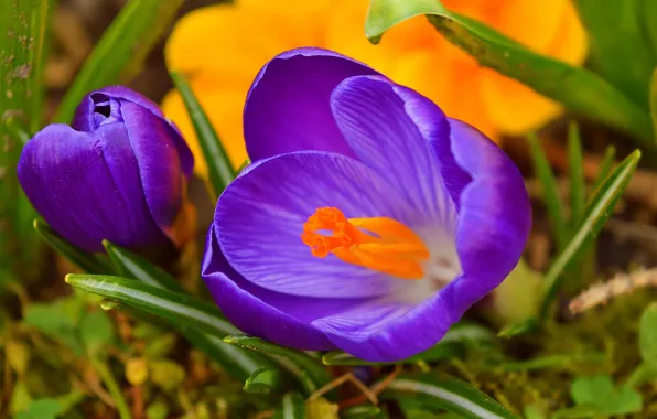 Крокусы, Crocuses, Фиолетовые цветы, Purple flowers