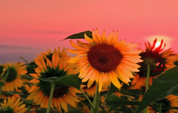 Природа, Лето, Рассвет, Подсолнухи, Nature, Sunrise, Summer, Sunflowers