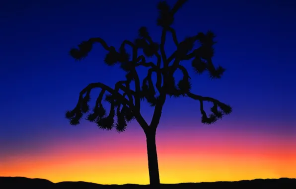 Закат, дерево, минимализм, 150