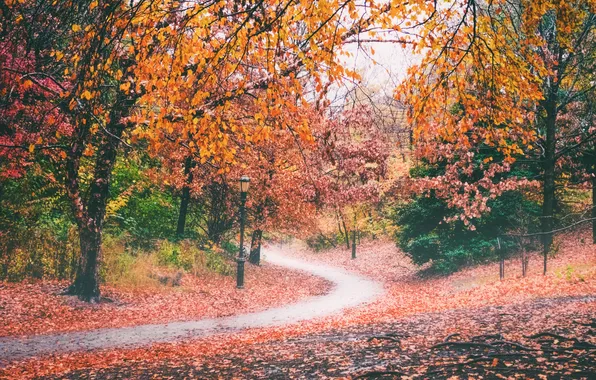 Картинка осень, деревья, парк