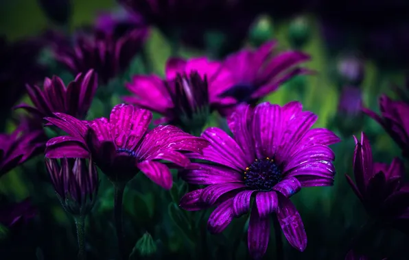 Капли, боке, Purple daisies