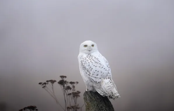 Картинка птица, Fog, Snowy Owl