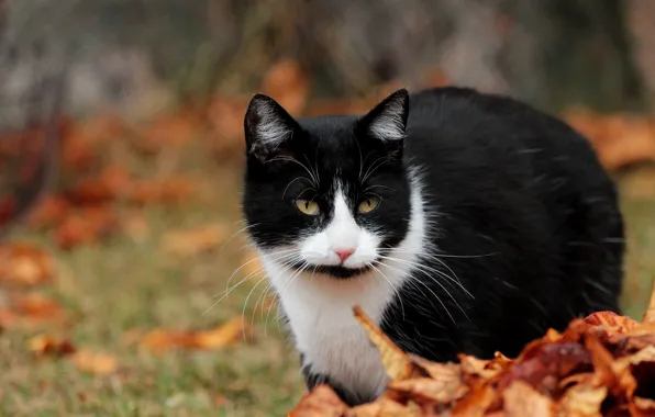 Осень, кошка, кот, взгляд, природа, черно-белый, поляна, листва